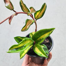 Load image into Gallery viewer, Hoya carnosa variegata - 100mm
