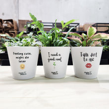 Load image into Gallery viewer, Trio Assorted Indoor Plants in Cheeky Pots (13.5cmD x 11.5cmH) - Sydney Only
