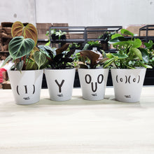 Load image into Gallery viewer, Potted Plants in Rude Pots Four Pack Gift - Sydney Only
