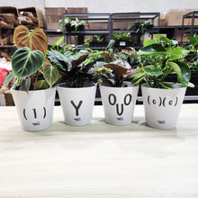 Load image into Gallery viewer, Potted Plants in Rude Pots Four Pack Gift - Sydney Only
