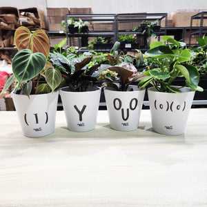 Potted Plants in Rude Pots Four Pack Gift - Sydney Only