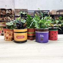 Load image into Gallery viewer, Foodie Pots Five Pack - Cheeky Plant Co. Pots - 12.5cmD x 12cmH
