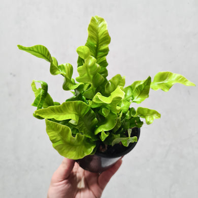 Asplenium Nidus 'Crispy Wave' - Bird's Nest Fern - 100mm