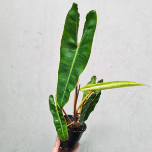 Philodendron Billietiae - 100mm