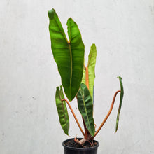 Load image into Gallery viewer, Philodendron Billietiae - 100mm
