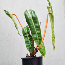 Load image into Gallery viewer, Philodendron Billietiae - 100mm
