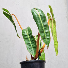 Load image into Gallery viewer, Philodendron Billietiae - 100mm
