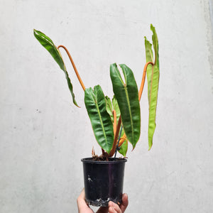 Philodendron Billietiae - 100mm