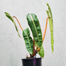 Load image into Gallery viewer, Philodendron Billietiae - 100mm
