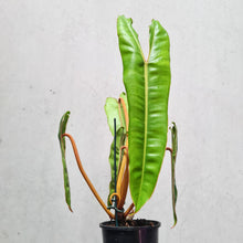 Load image into Gallery viewer, Philodendron Billietiae - 100mm
