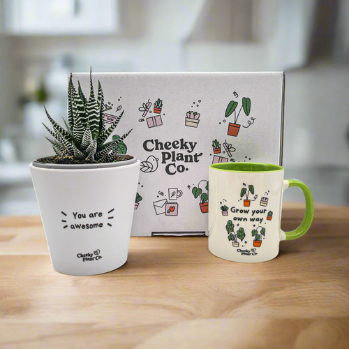 Positive Motivation - Succulent Gift Box