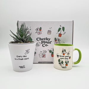 Positive Motivation - Succulent Gift Box