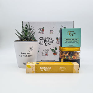 Positive Vibes - Succulent Gift Box