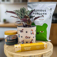 Cat Lovers - Pet Friendly Plant Gift Hamper - Sydney Only