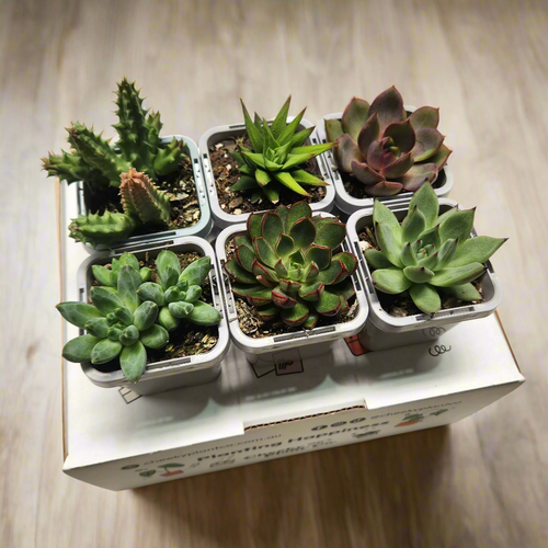 Succulent Starter Mixed Pack (6 Assorted Potted Succulents - 66mm)