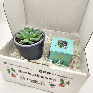 Tea & Succulent Gift Box