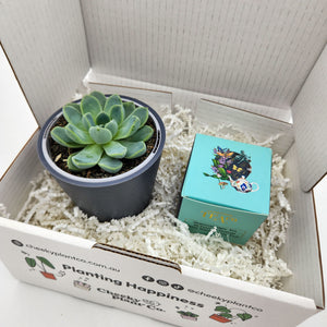 Tea & Succulent Gift Box