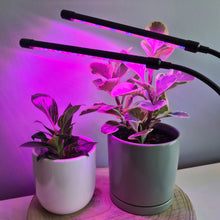 Load image into Gallery viewer, Ready to Grow - Plant Care Bundle
