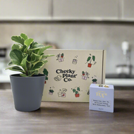 Tea & Plant Gift Box