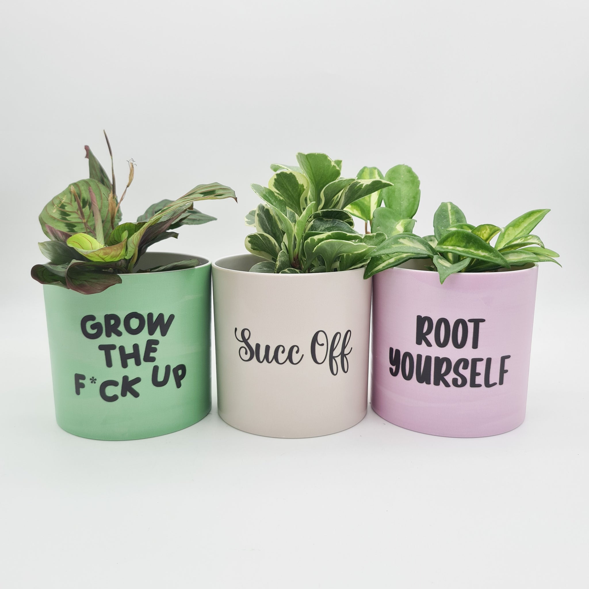 plant puns for pots Trio Succ It Up Pots Pack