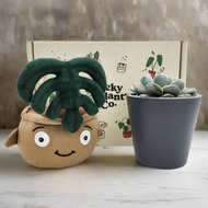 Cheeky Monstera Plant Plushie & Succulent Gift Box