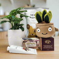 Best Birthday - Assorted Plant Gift Hamper - Sydney Only