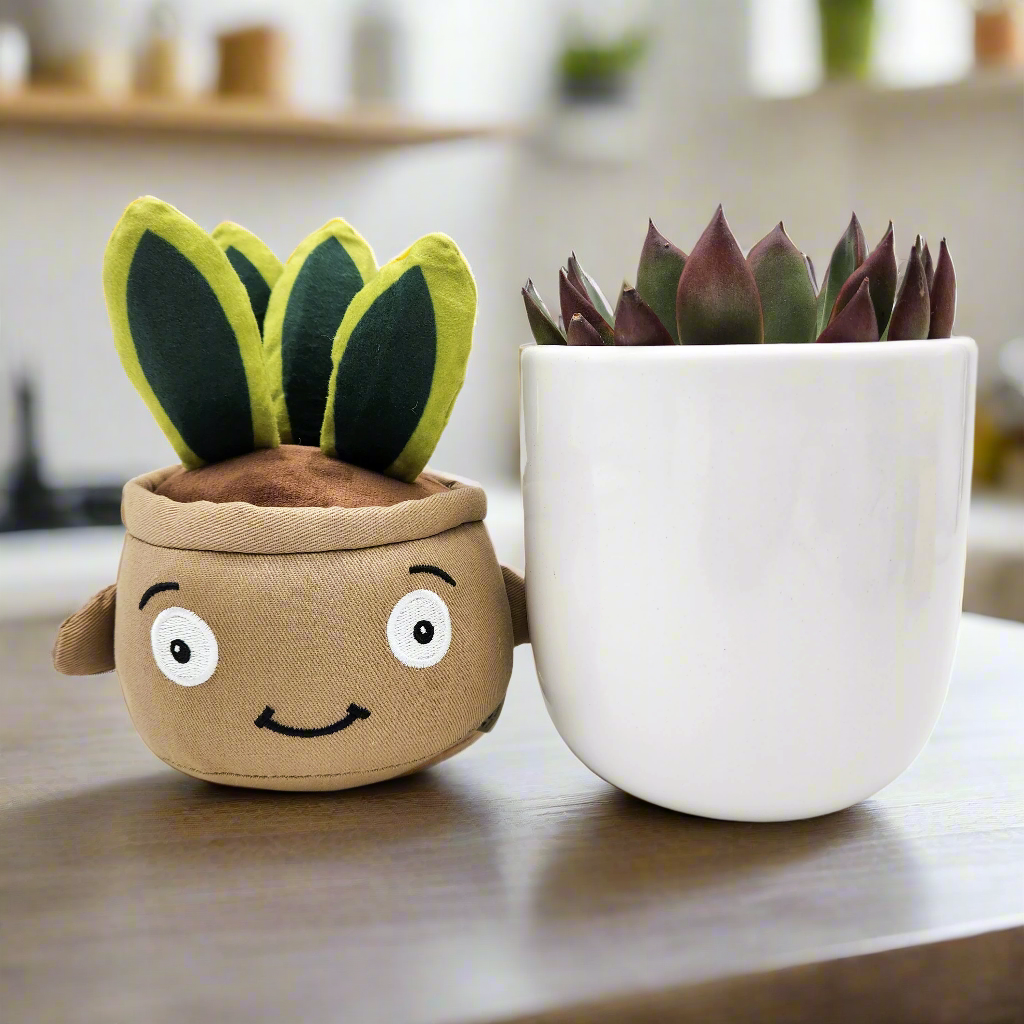 Succulent & Plant Plushie Gift - Sydney Only