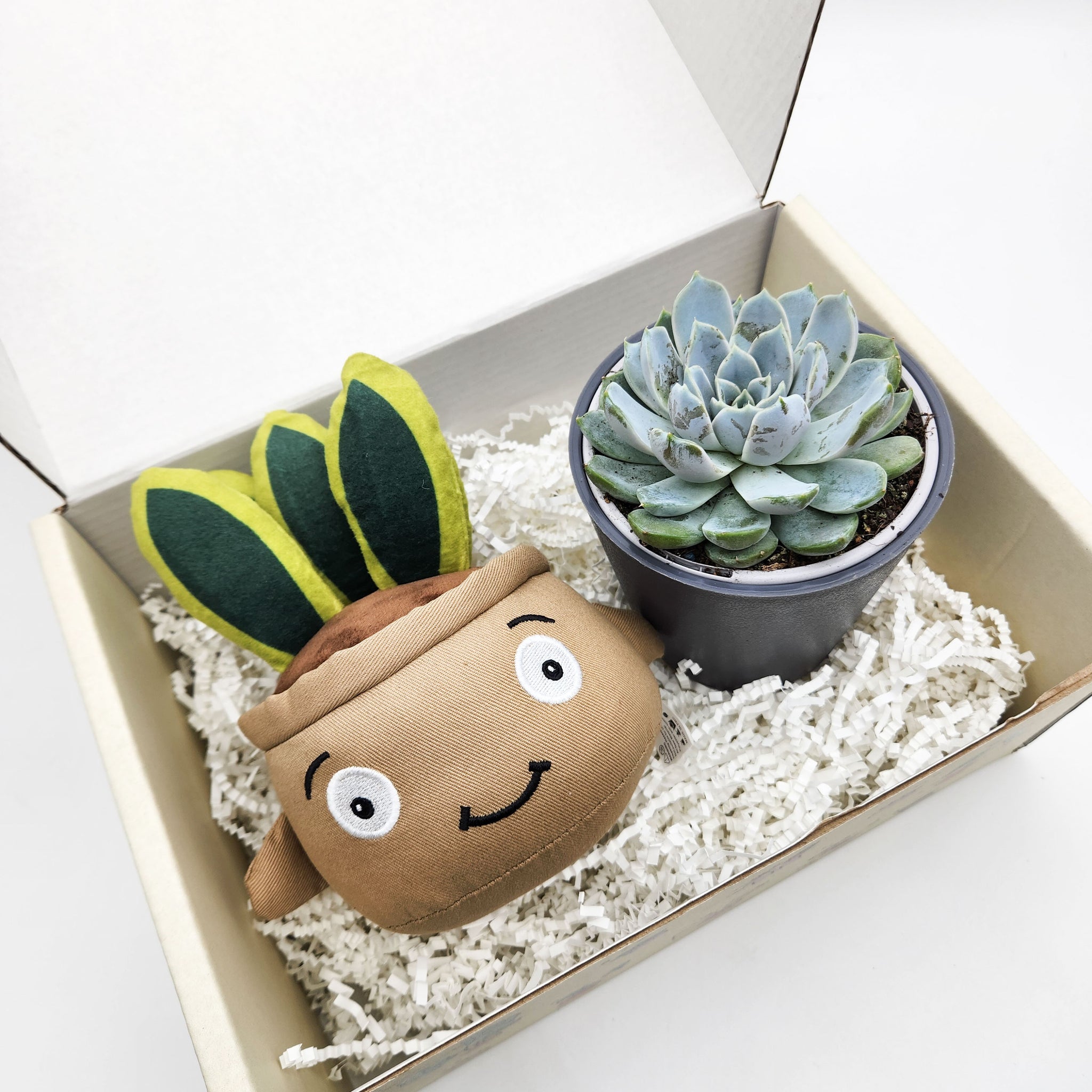 can we gift snake plant Snake Plant Plushie & Succulent Gift