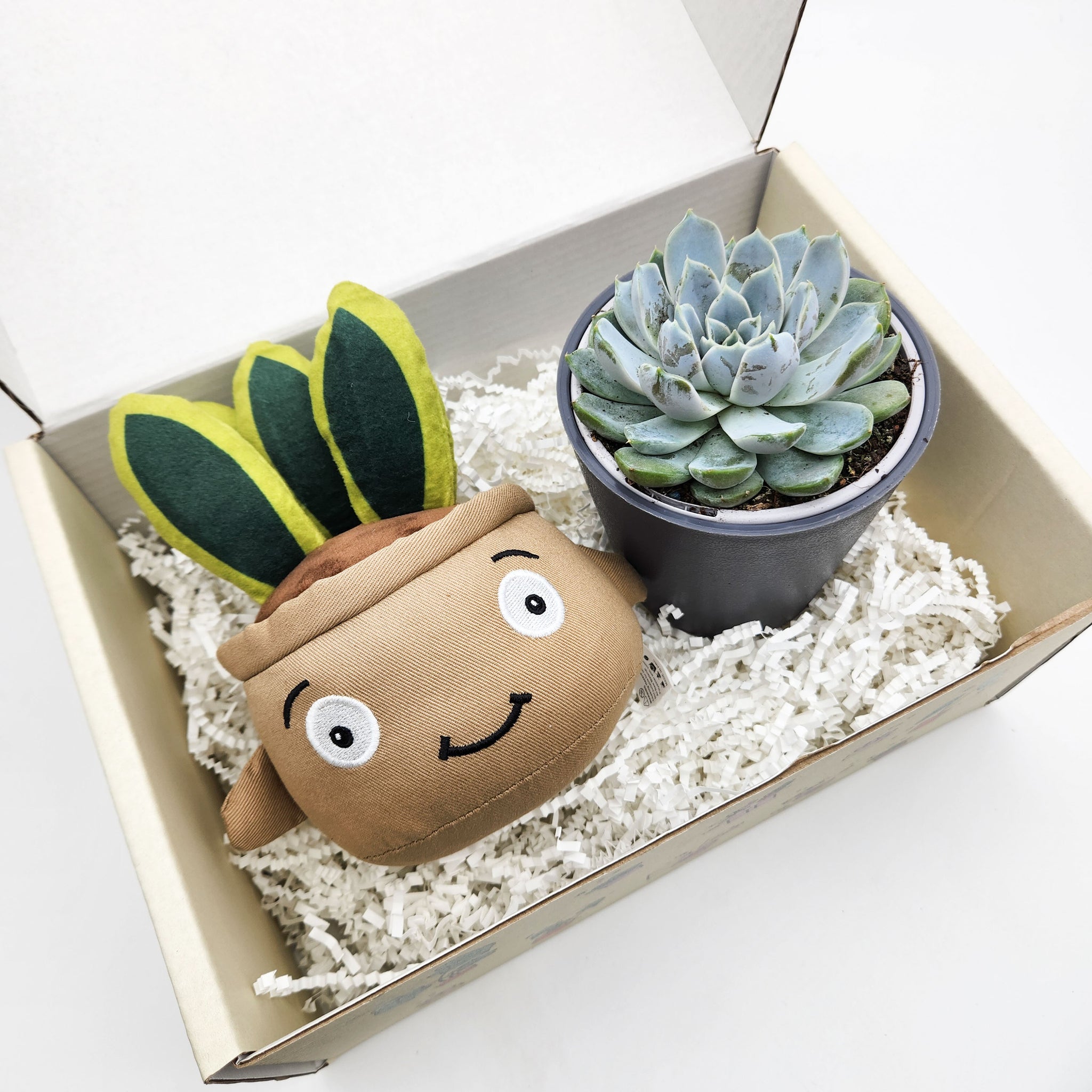 jellycat snake plant Snake Plant Plushie & Succulent Gift