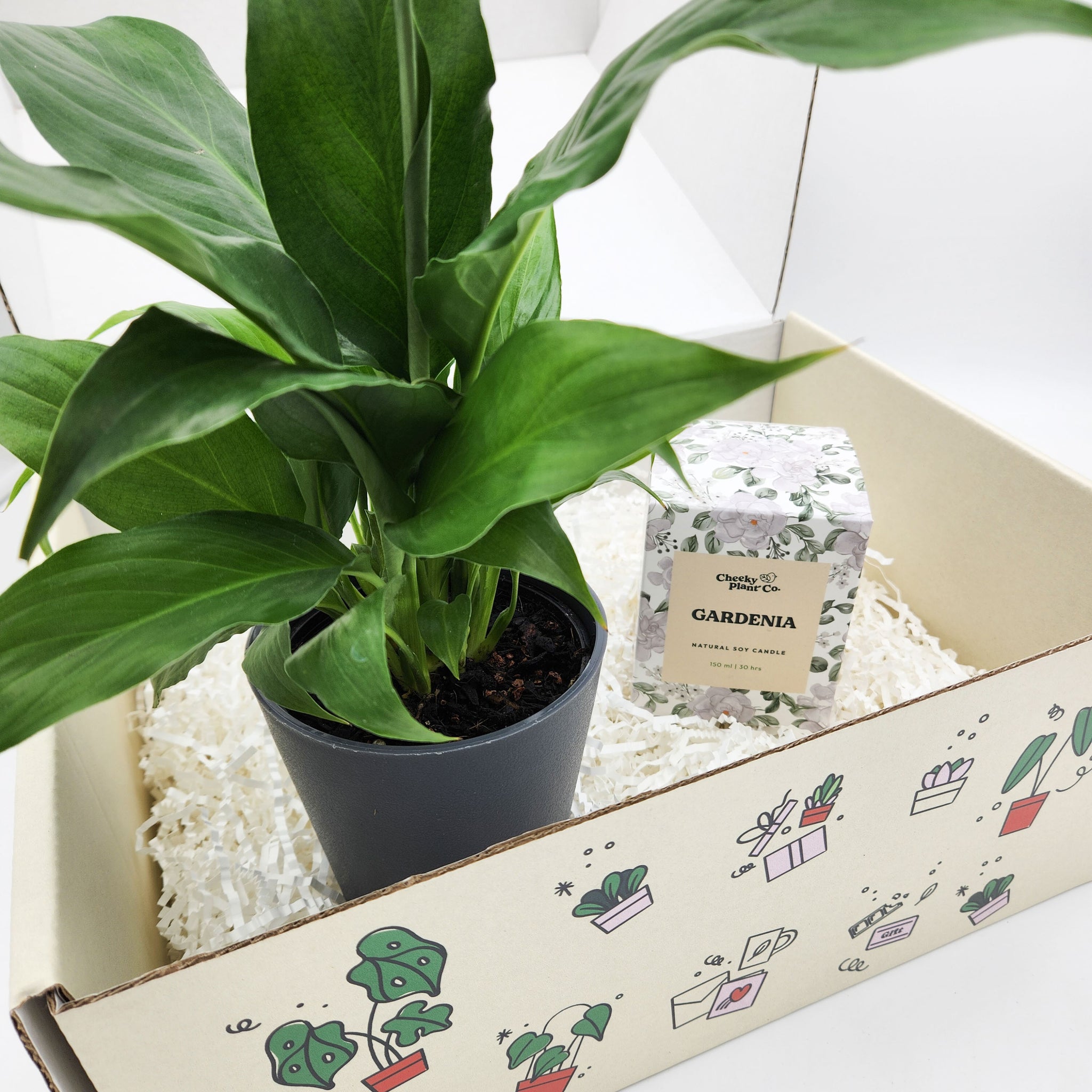 peace lily sympathy gift Peace Lily & Candle Hamper Gift