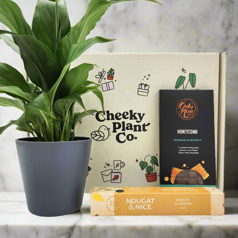 peace lily condolence Peace Lily Condolence Gift Hamper