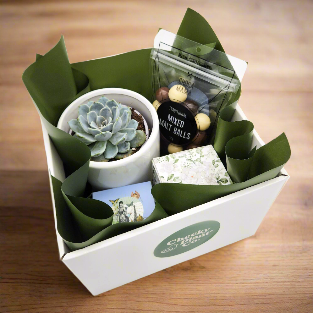 Wedding / Engagement - Succulent Gift Hamper - Sydney Only