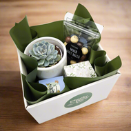 Wedding / Engagement - Succulent Gift Hamper - Sydney Only