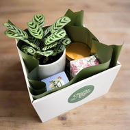 Wedding / Engagement - Plant Gift Hamper - Sydney Only