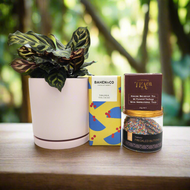 Pawesome Cat Friendly Plant Gift Hamper - Sydney Only