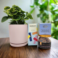 Pawesome Dog Friendly Plant Gift Hamper - Sydney Only