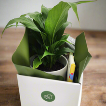 Load image into Gallery viewer, Peace Lily Sorry Gift Hamper - Sydney Only
