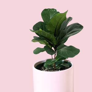 Ficus lyrata Bambino (Fiddle Leaf Fig) - 180mm Ceramic Pot - Sydney Only