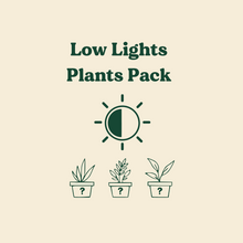 Load image into Gallery viewer, Low Light Plants Pack (3 Assorted Plants) - 100mm - Sydney Only
