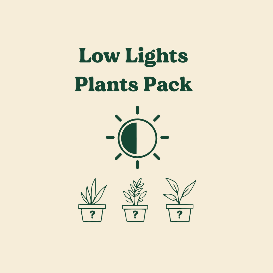 Low Light Plants Pack (3 Assorted Plants) - 100mm - Sydney Only