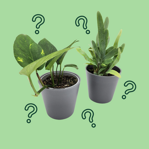 Assorted Potted Houseplant Duo