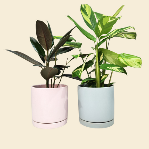 Office Plants - Assorted Duo - 180mm Sea Foam & Light Pink Ceramic Pot - Sydney Only