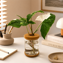 Load image into Gallery viewer, Hydro Plant Pot Vase / Propagation Vase - 12.8x9cm
