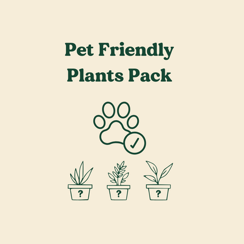 Pet Friendly Plants Pack (3 Assorted Plants) - 100mm