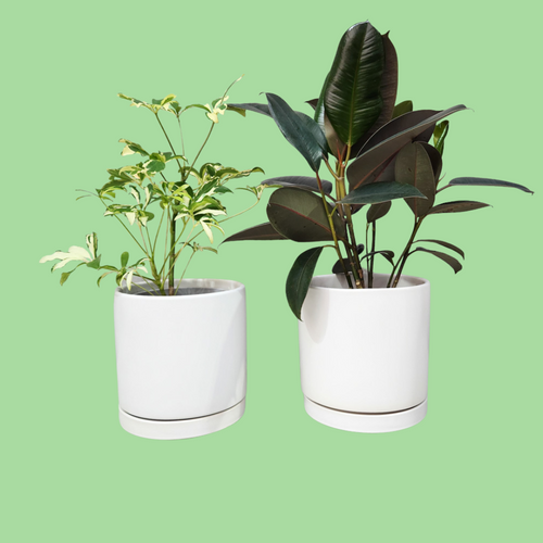Office Plants - Assorted Duo - 180mm White Ceramic Pot - Sydney Only