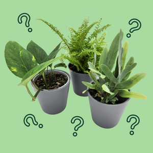 Assorted Potted Houseplant Trio - Sydney Only