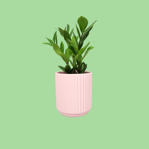 Assorted Indoor Plant in Light Pink Ribbed Ceramic Pot (14cmDx15cmH) - Sydney Only