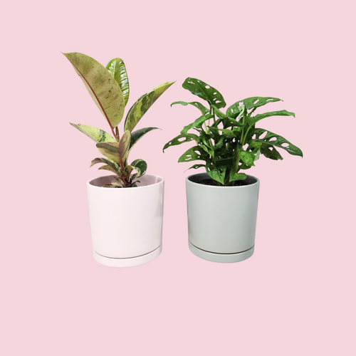 Office Plants - Assorted Duo - 150mm Sea Foam & Light Pink Ceramic Pot - Sydney Only