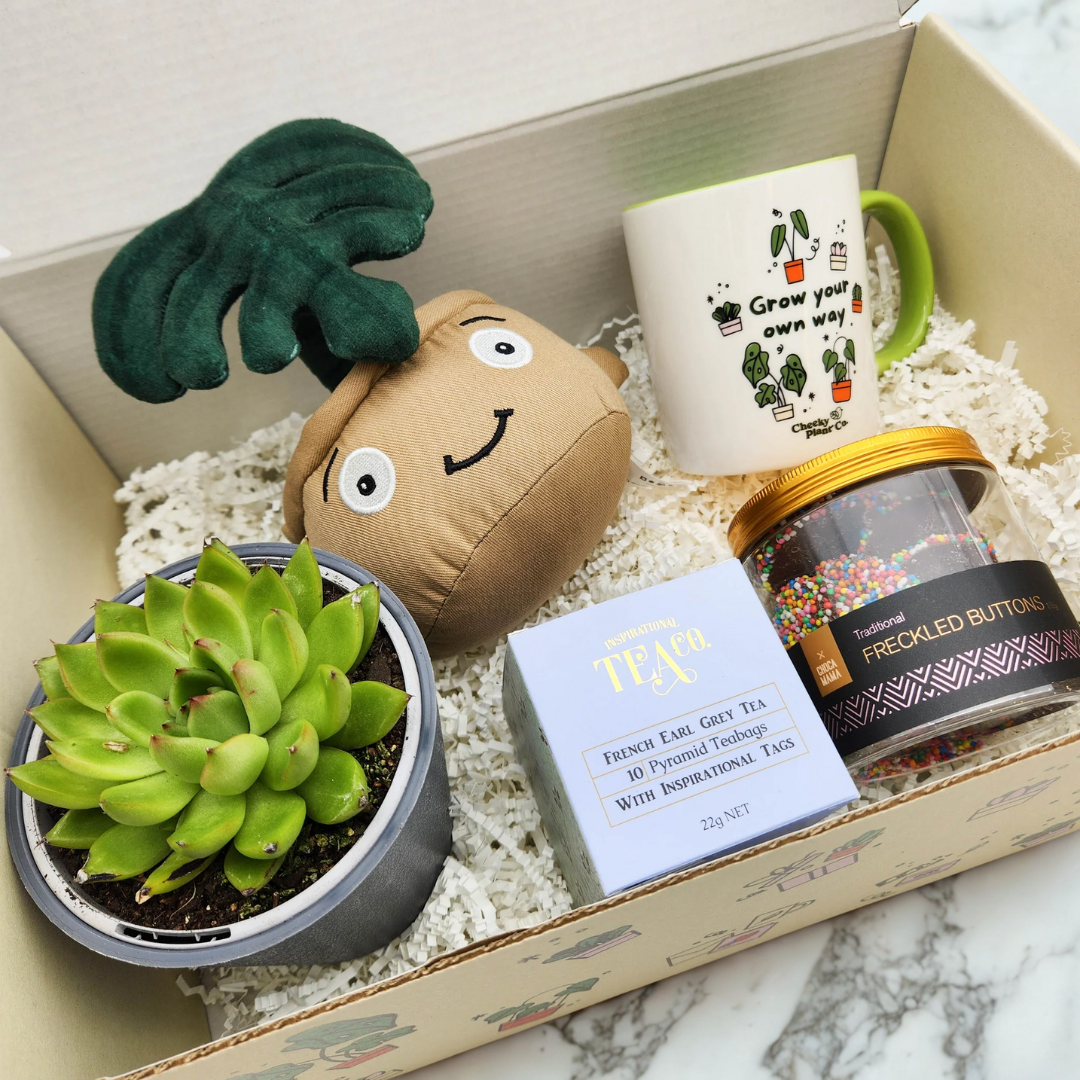 succulent birthday gift Happy Birthday Hamper