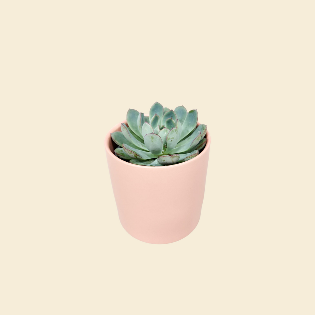 Assorted Succulent in Coral Satin Ceramic Pot (12cmDx12.5cmH) - Sydney Only